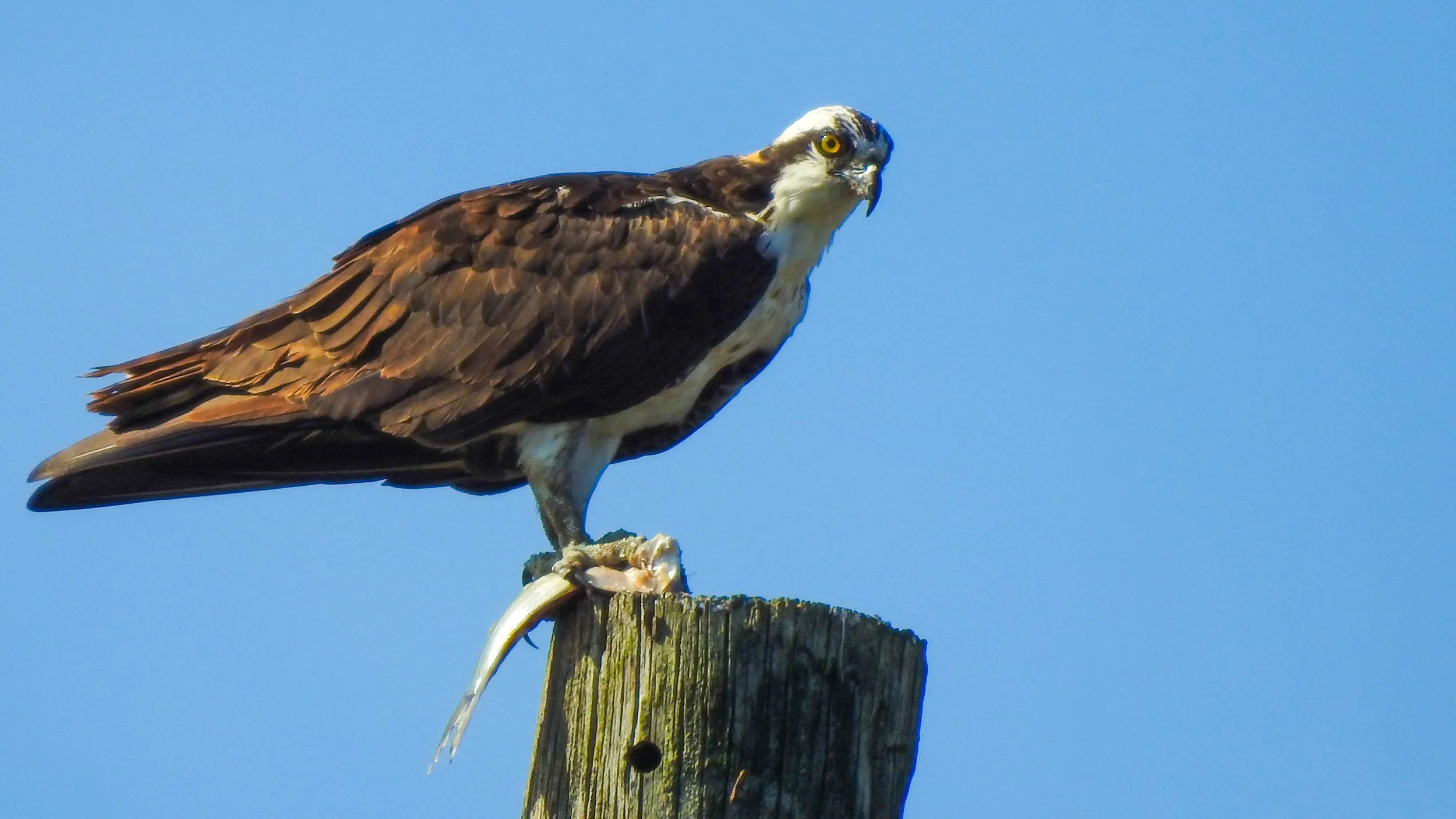 osprey-08142019-alr-c169-4946.jpg