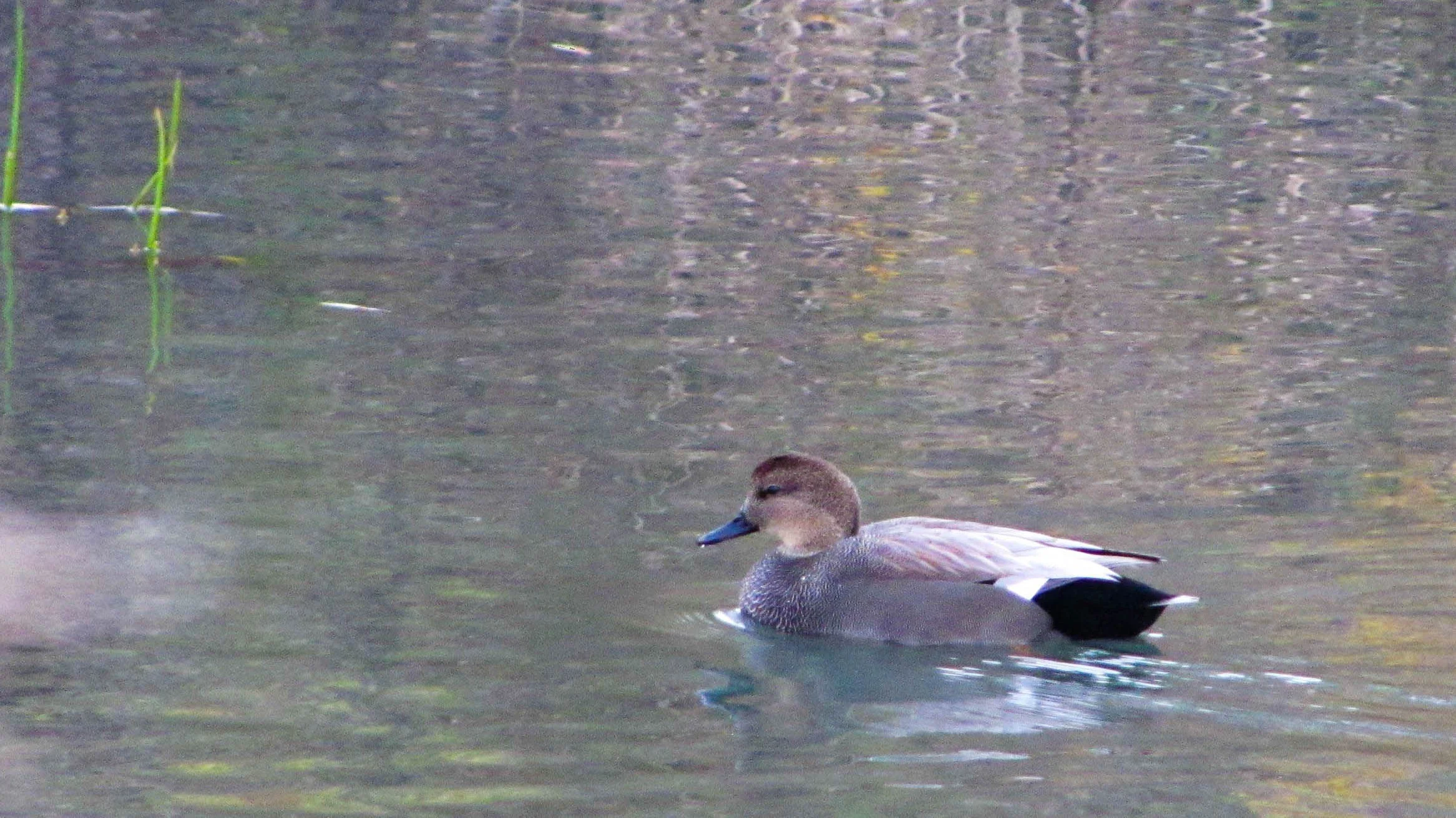 gadwall-c169-3879.jpg