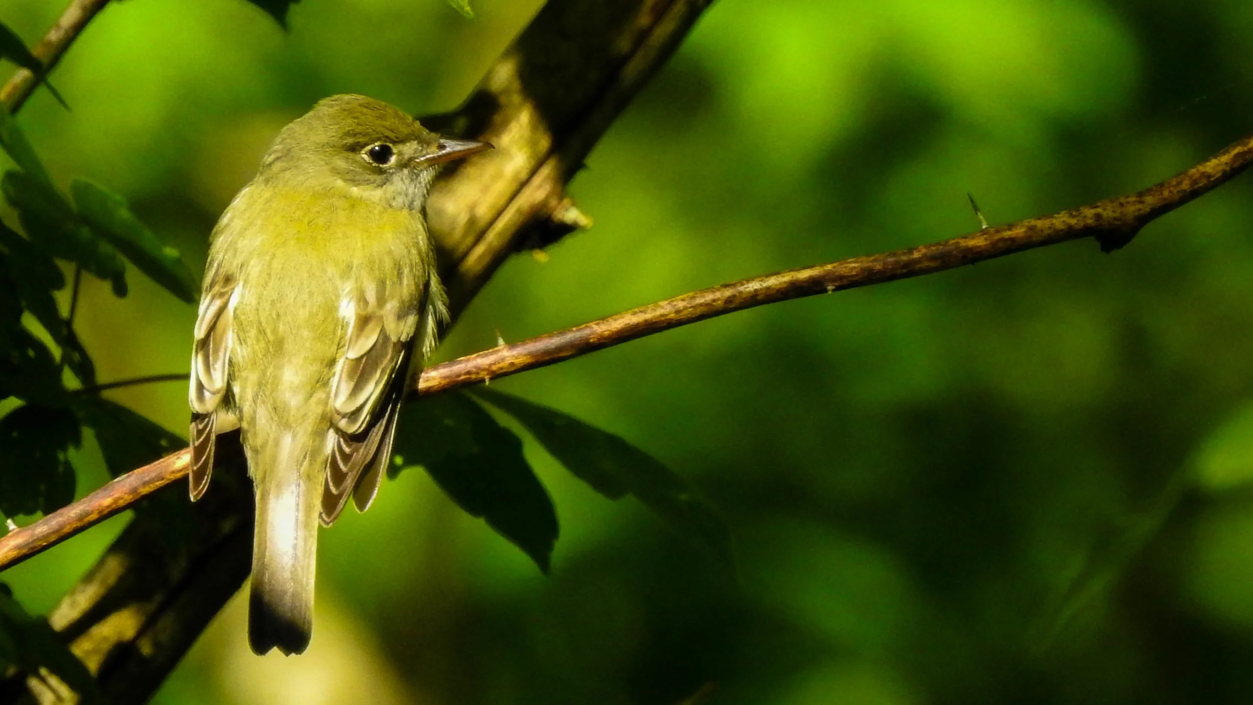 acfl-05142019-alr-c169-2303.jpg