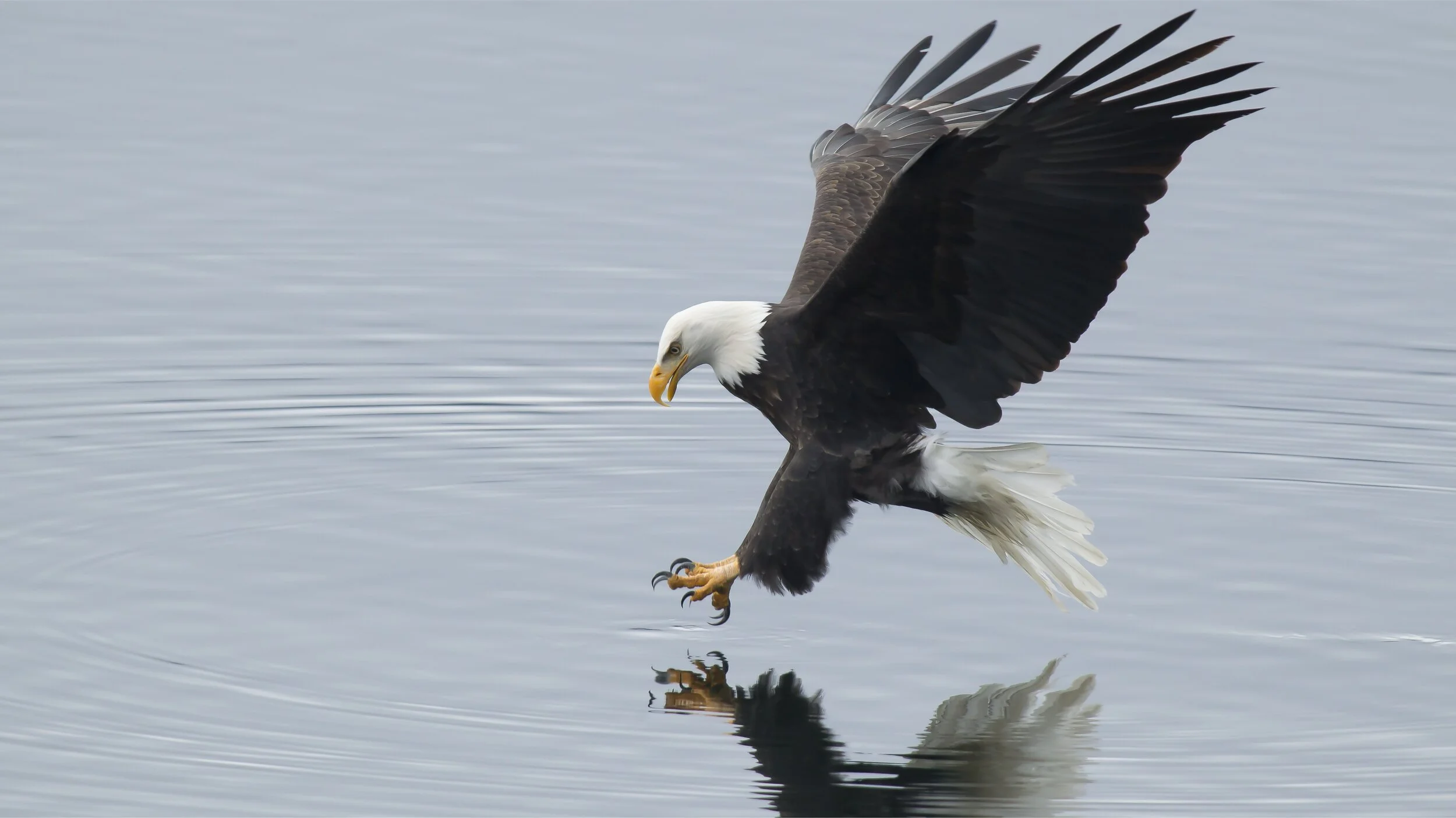 eagle_fishing_dp1.jpg