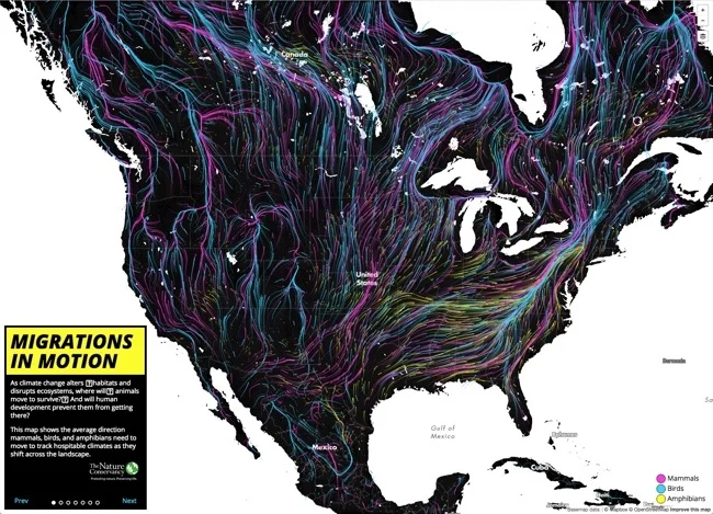 Animal Migrations In Motion