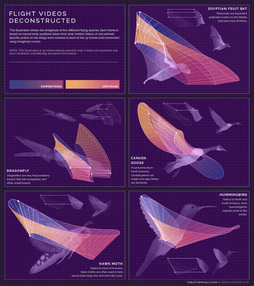 Flight Patterns Deconstructed