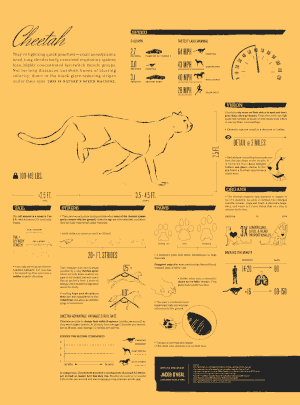 The Cheetah Animated Infographic — Cool Infographics
