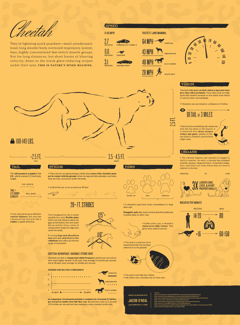 The Cheetah Animated Infographic