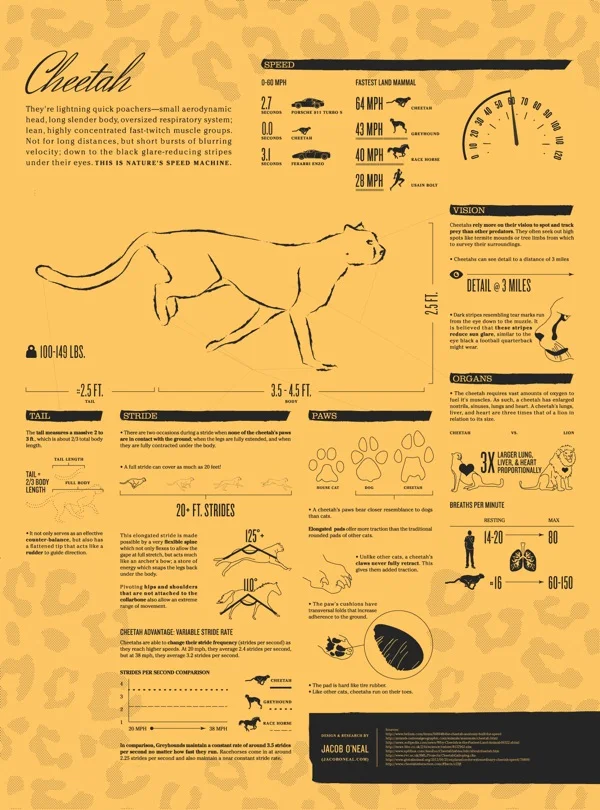 cheetah.jpg