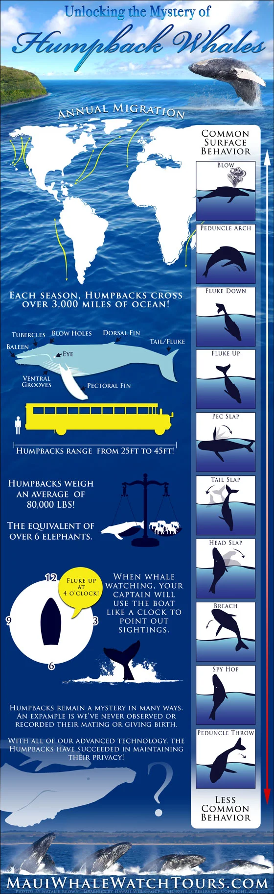 Unlocking the Mystery of Humpback Whales