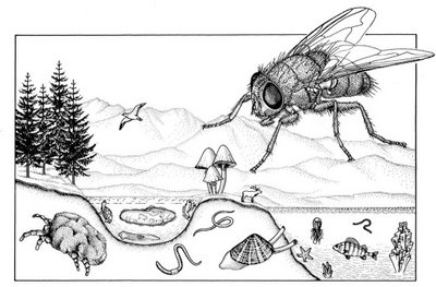 The Species-Scape