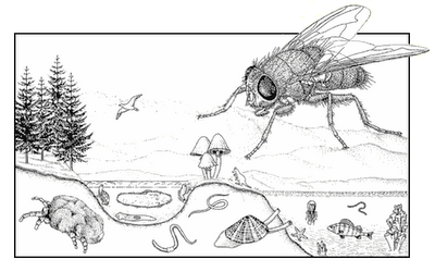 speciesScape.gif.png