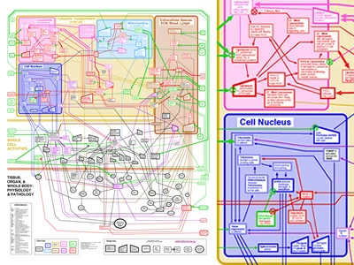 Visualizing the Aging Process