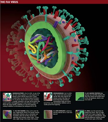 The Flu Virus
