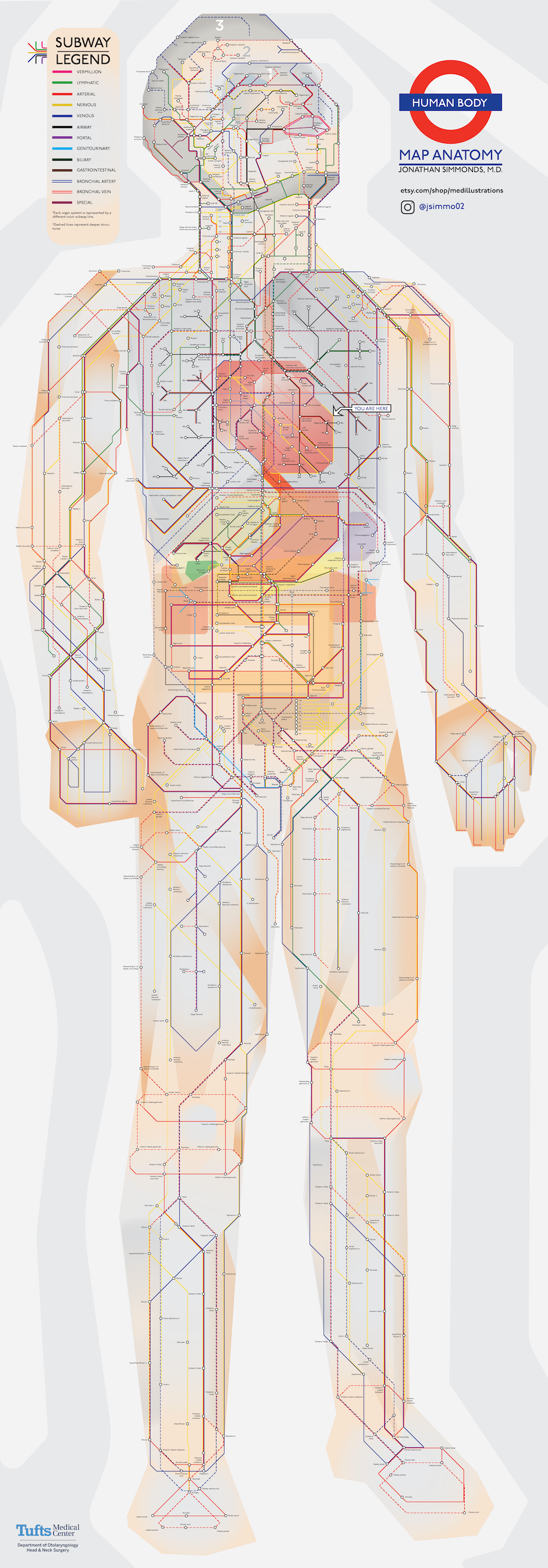 A Subway Map of Human Anatomy