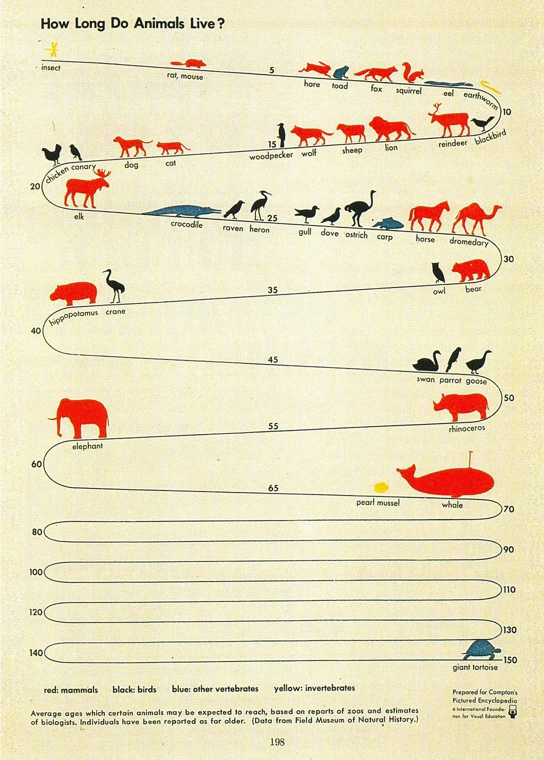 How Long Do Animals Live?