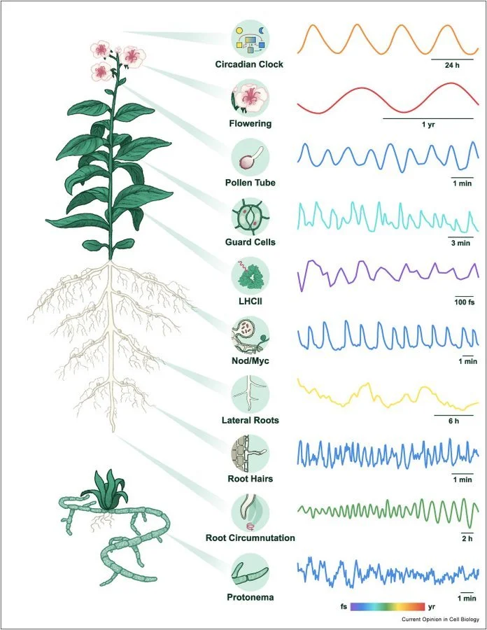 Electrifying Rhythms in Plant Cells — Cool Infographics