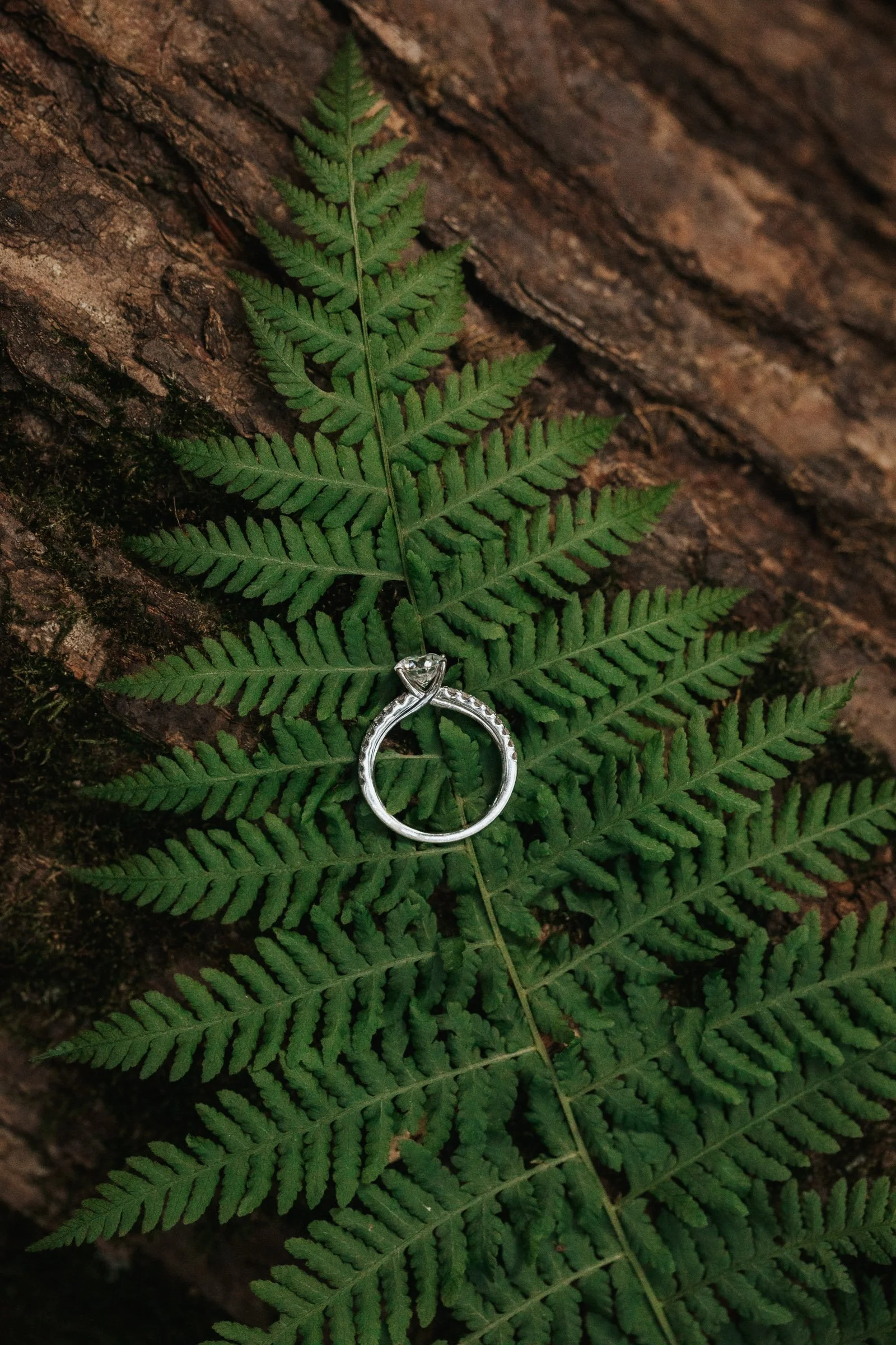 Altoona PA Wedding Photographer (7).jpg