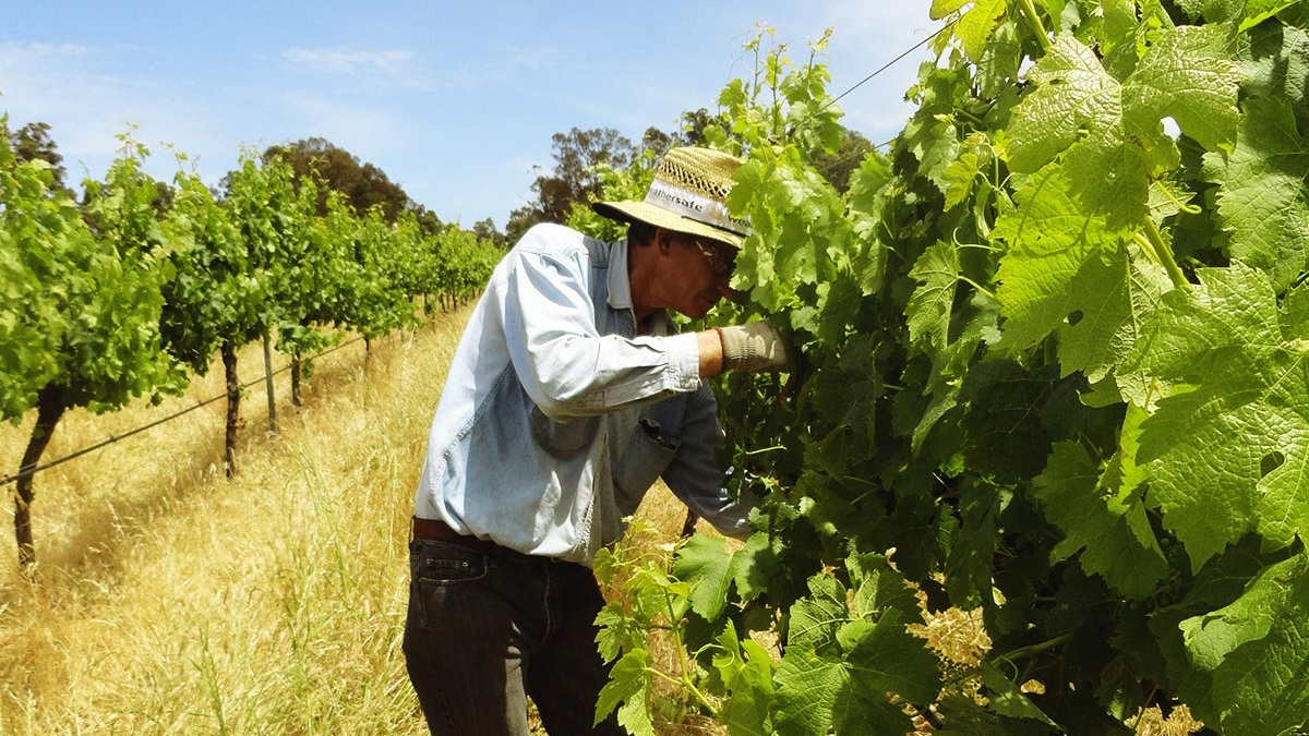 philvineyard.jpg