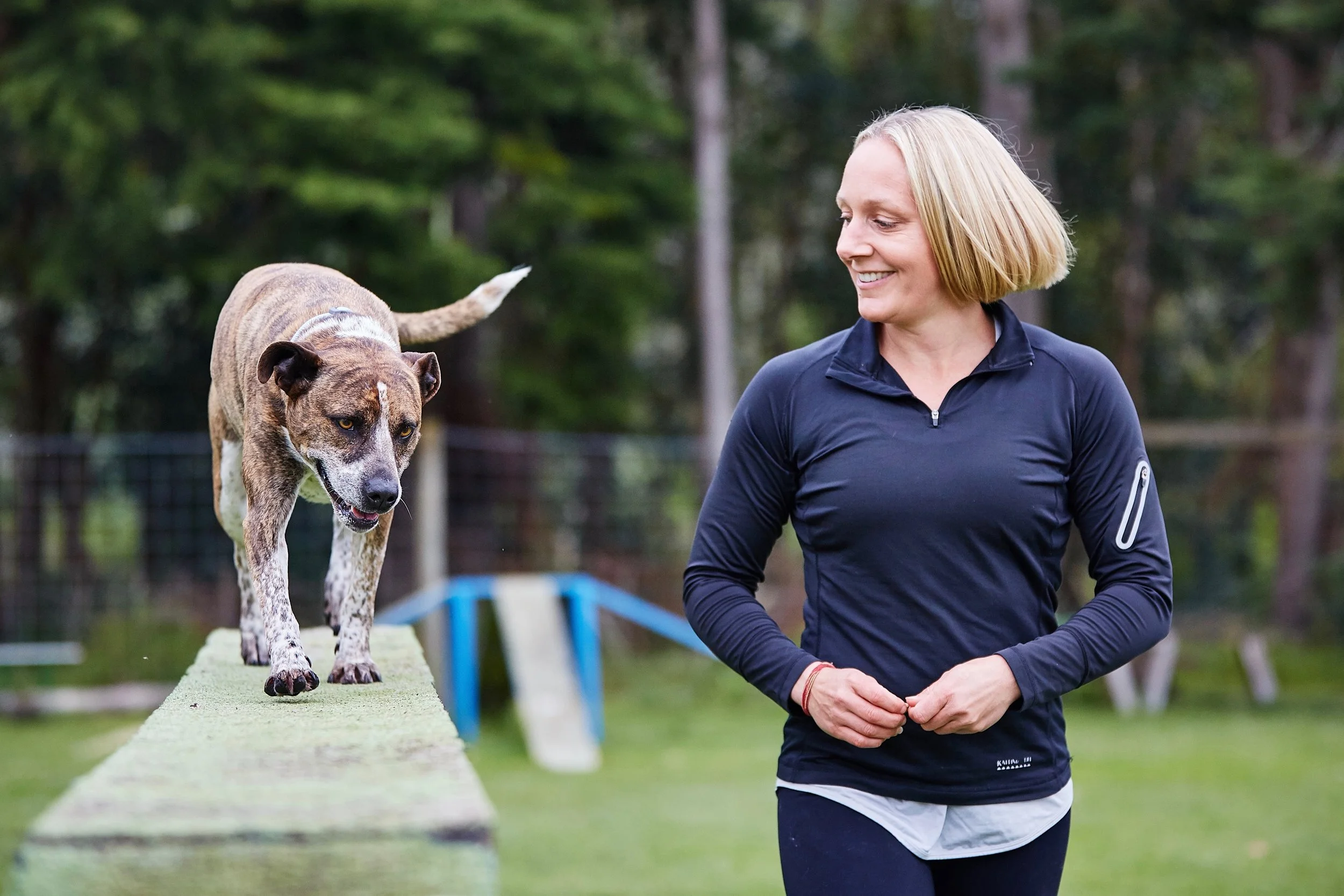 Happy dog on catwalk