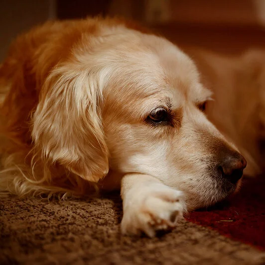 Why Punishment Training Sucks