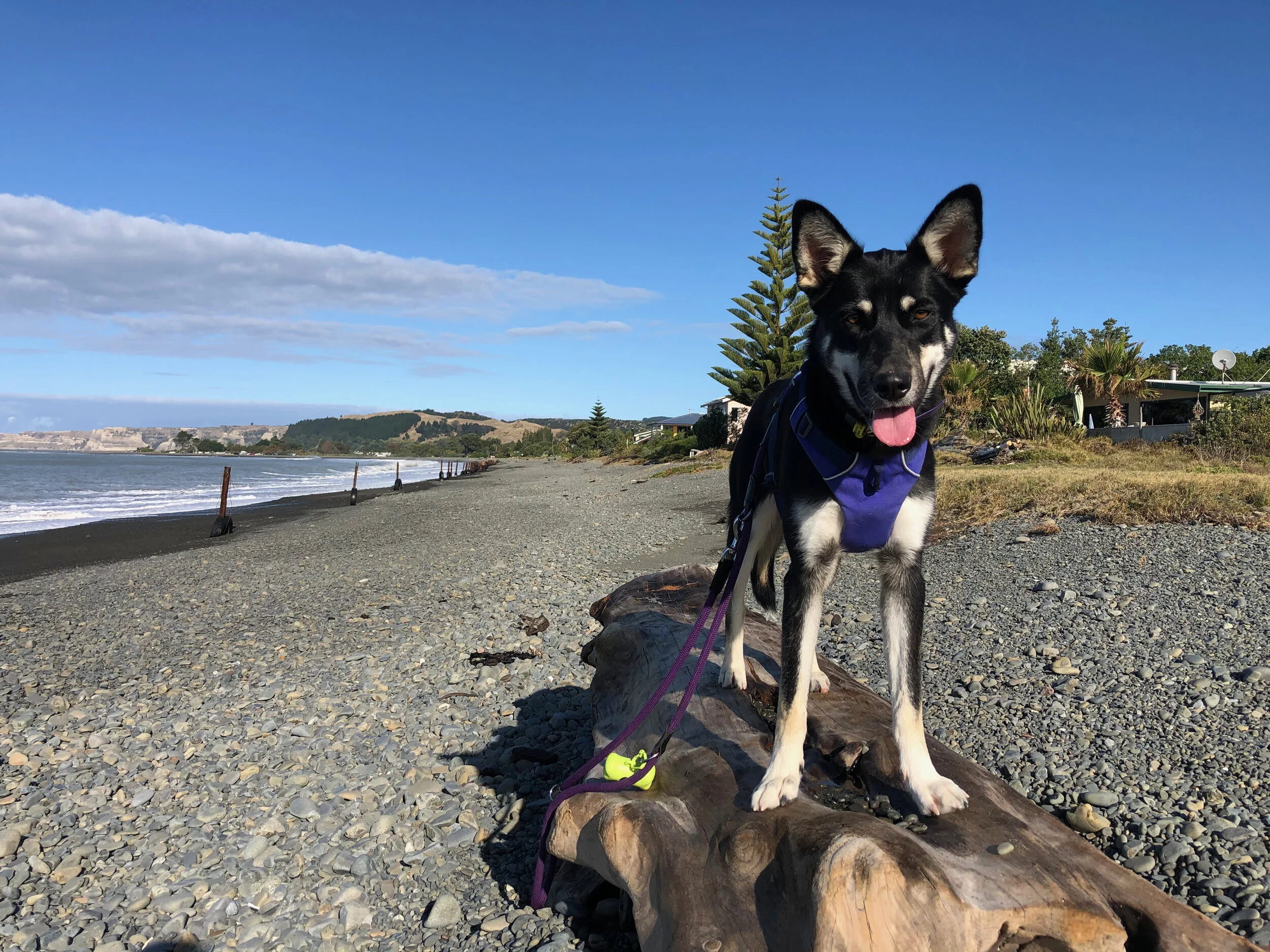 10 Ways To Make Walks Awesome