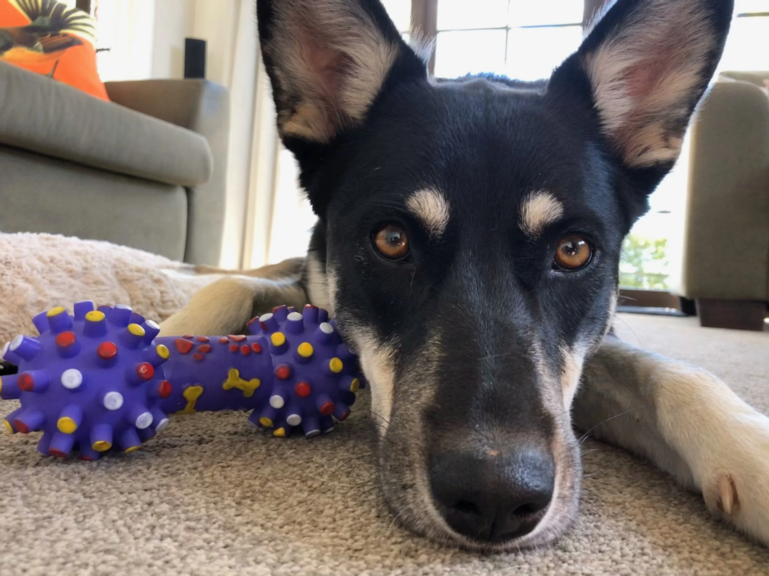 Dog Birthday In Lockdown