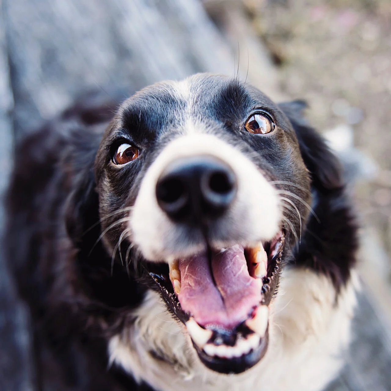 Border Collie black and white dog smiling