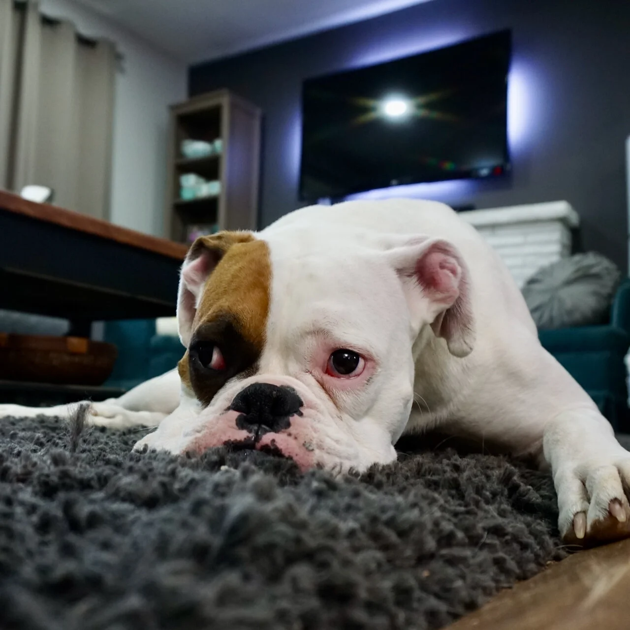 white-and-tan-english-bulldog-lying-on-black-rug-164446.jpeg