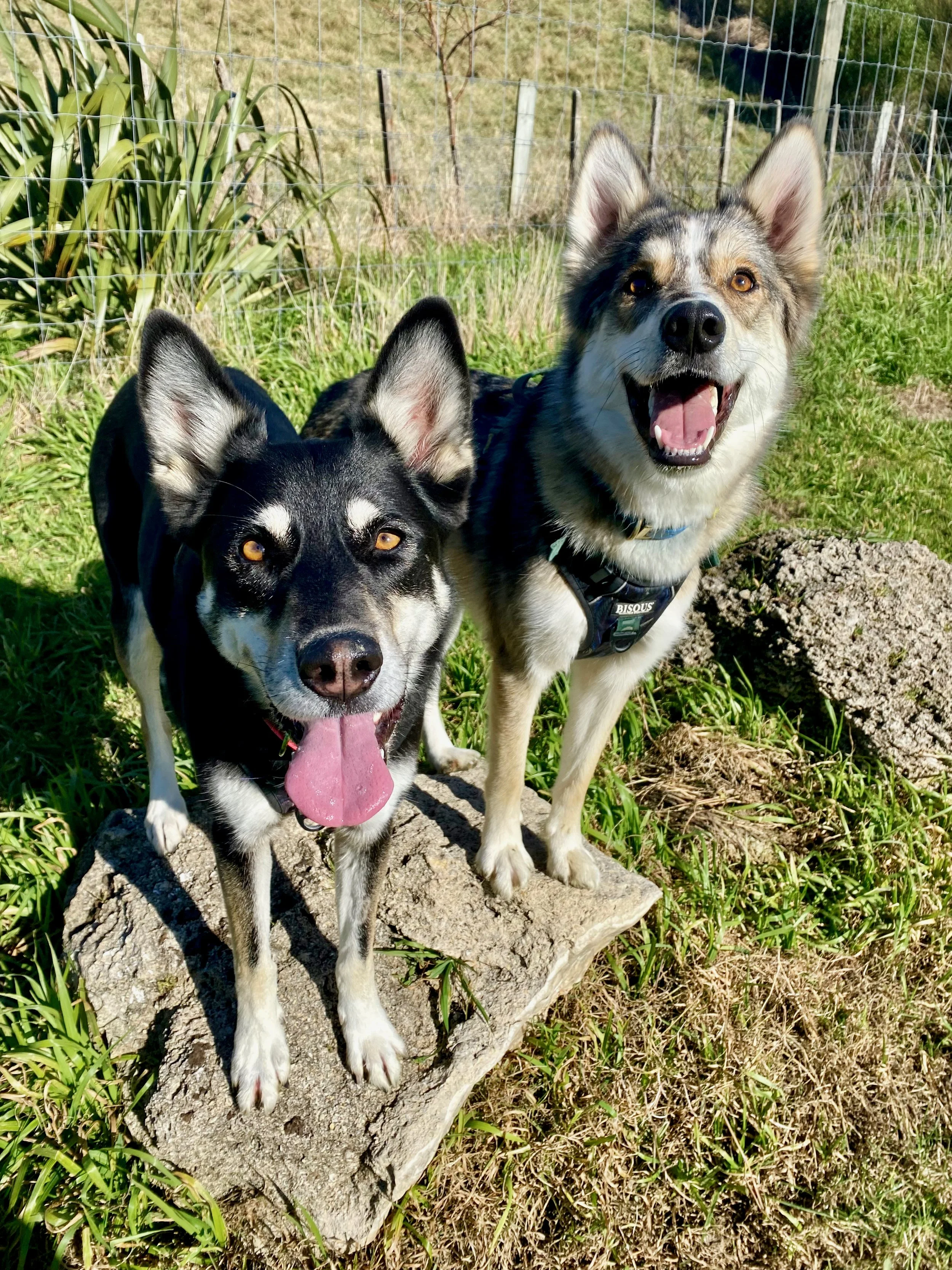 Tips for Multi-Dog Households - Part 2