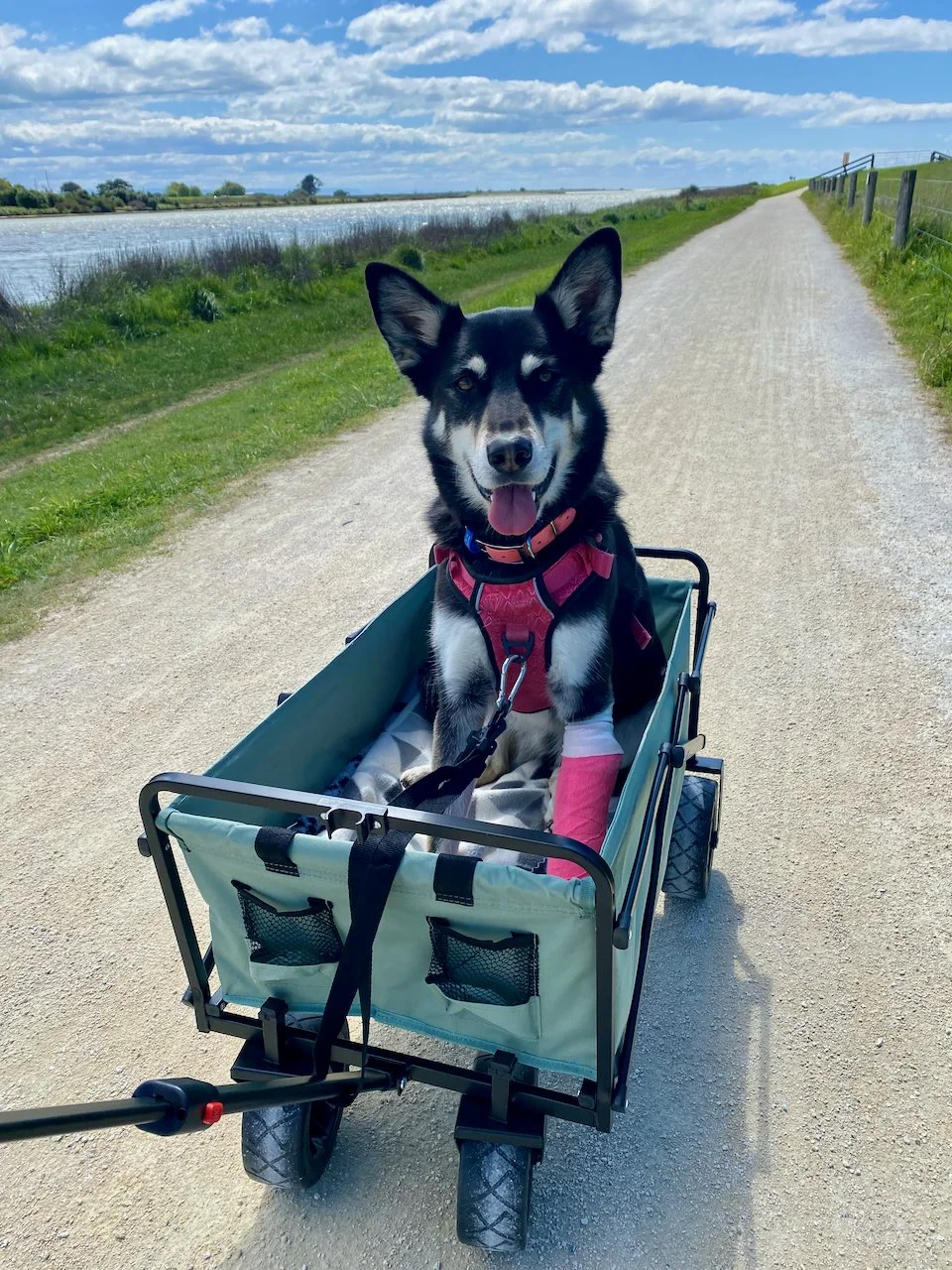 Keeping dogs happy in recovery or rehab