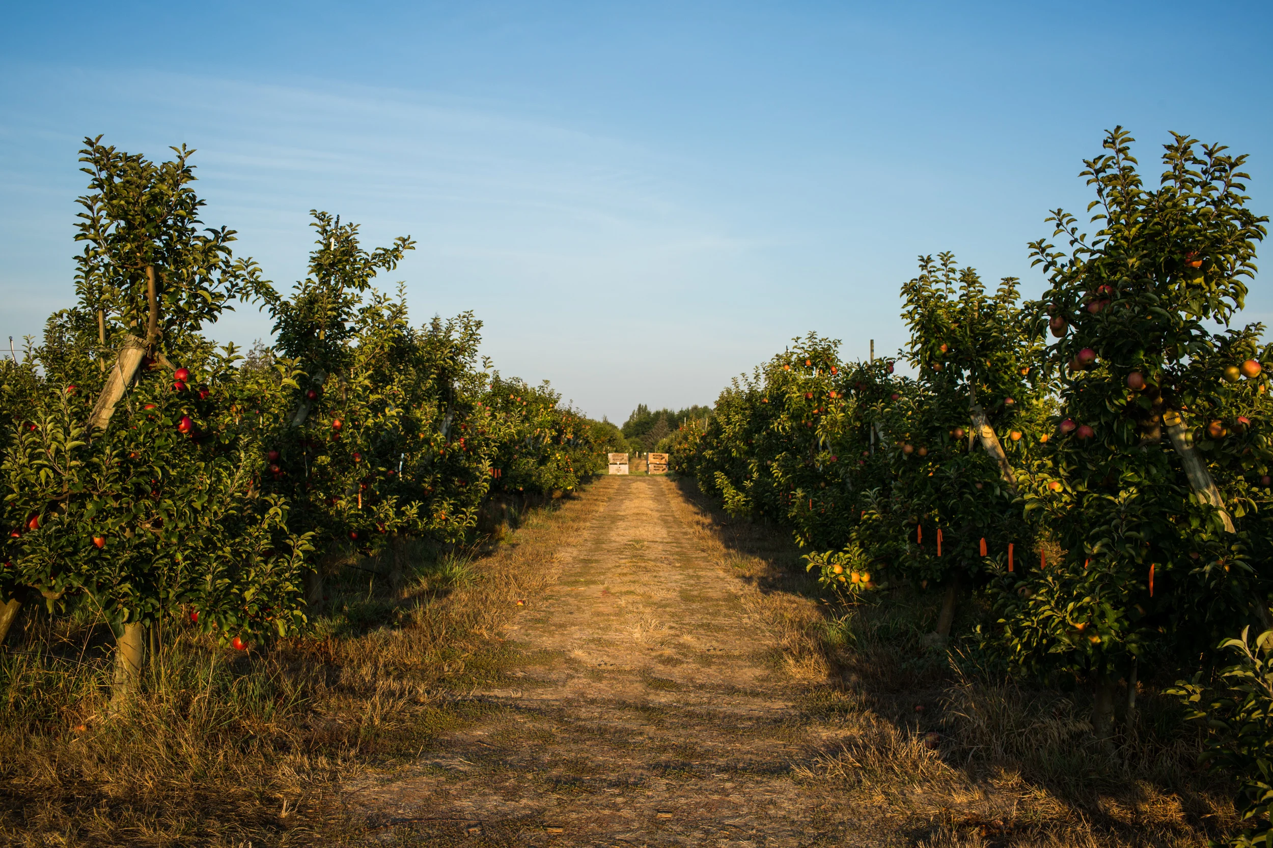 Local Lynden farmland