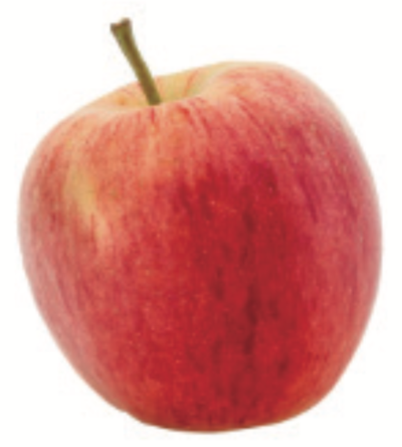 SANSA.png