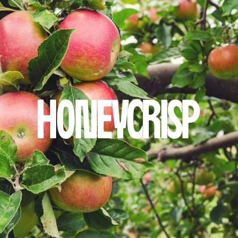 HONEYCRISP Apples from Bellewood.jpg