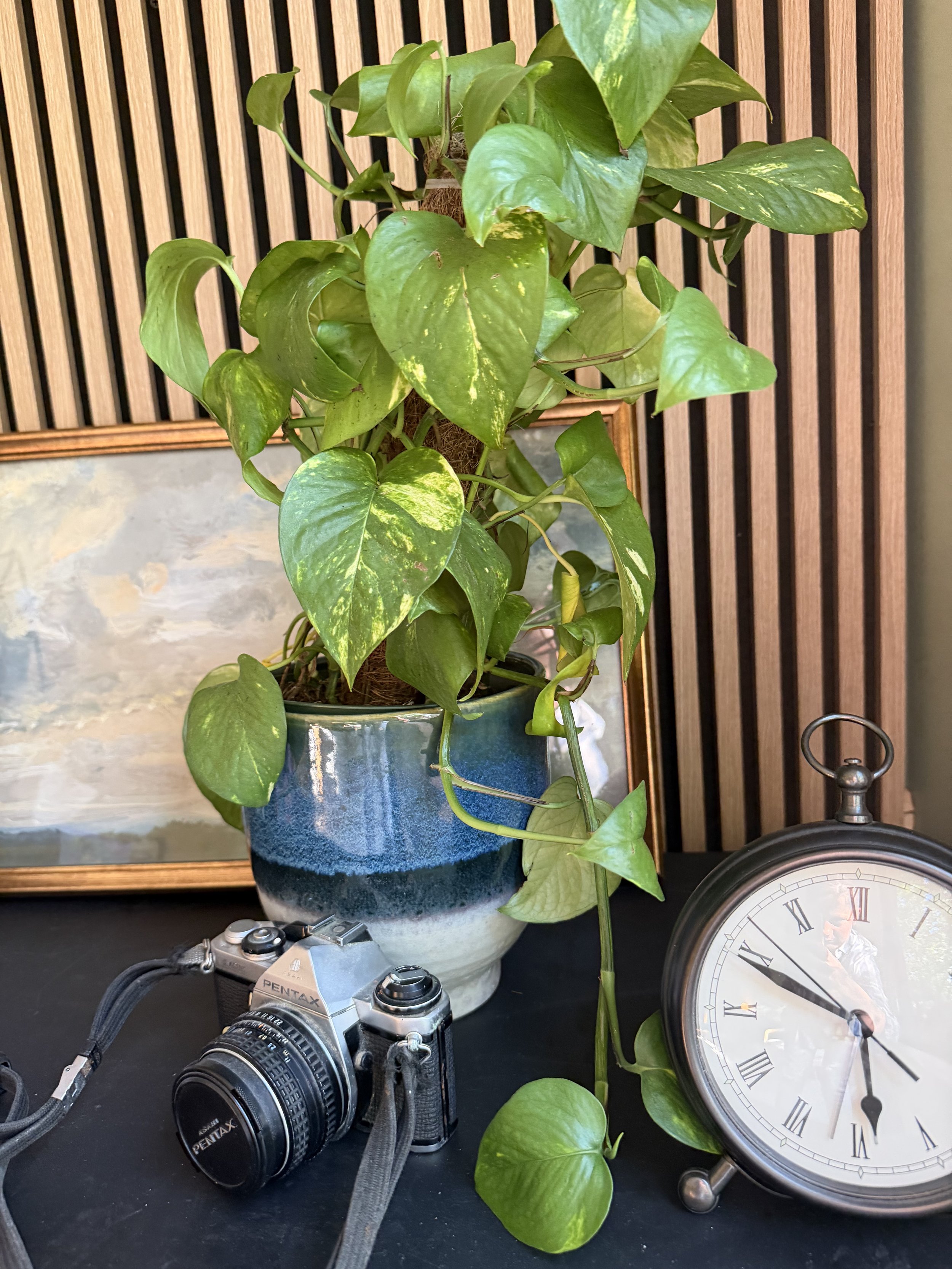 The Plant In My Office