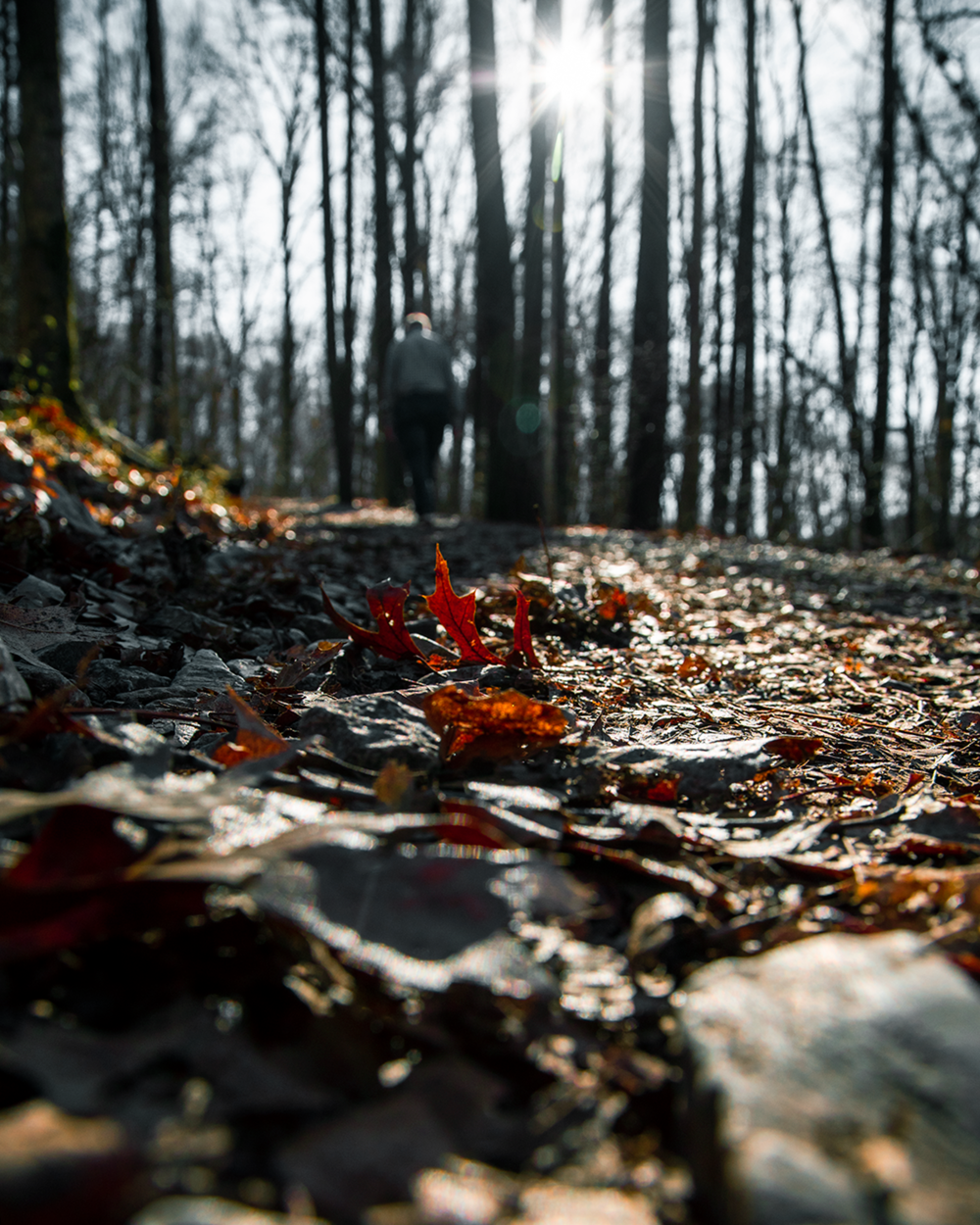 leafmealone-2.png