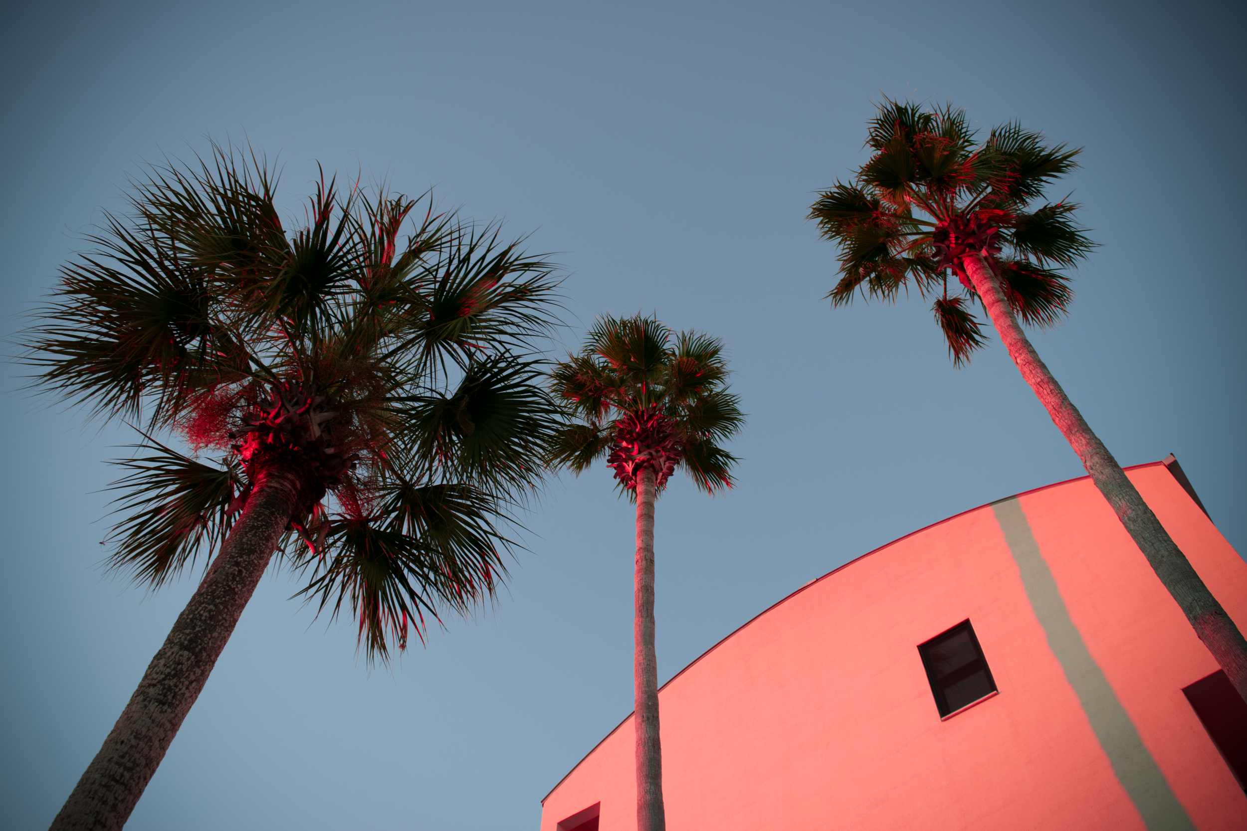 Palm+trees+2-2.png