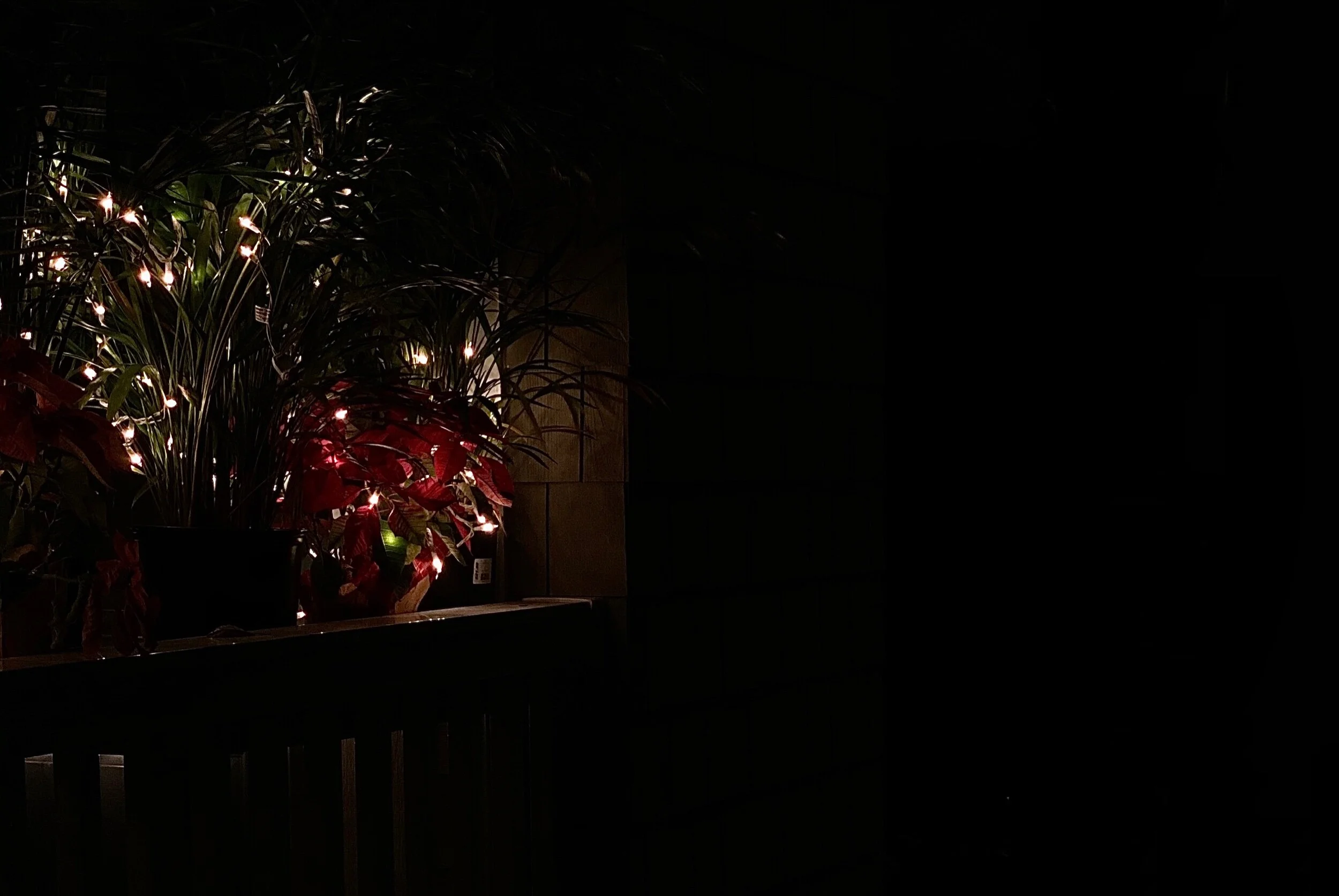 Remaining Christmas decor. Shot on iPhone 11 Pro.