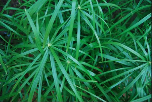 Cyperus alternifolius - Umbrella Sedge .png