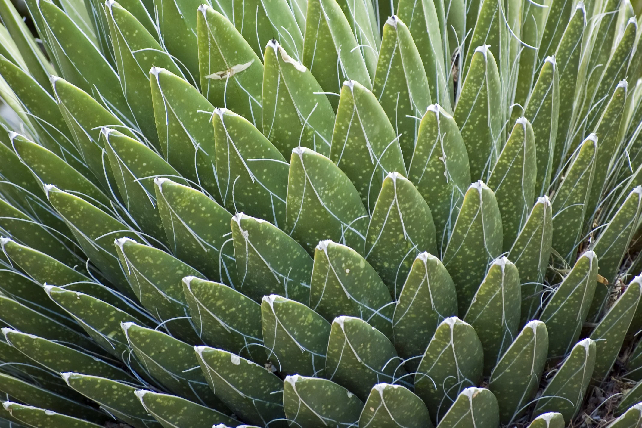 Agave close up 2 copy.jpg