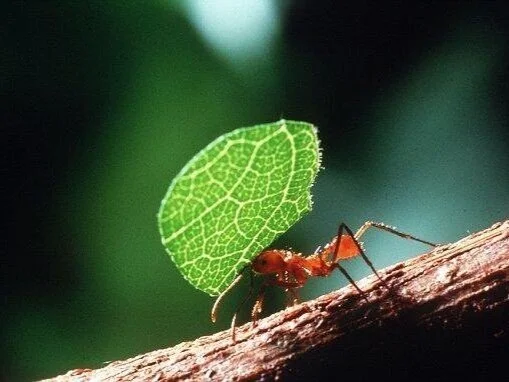ant+copy+-+-+dreamstime+pix+copy.jpg