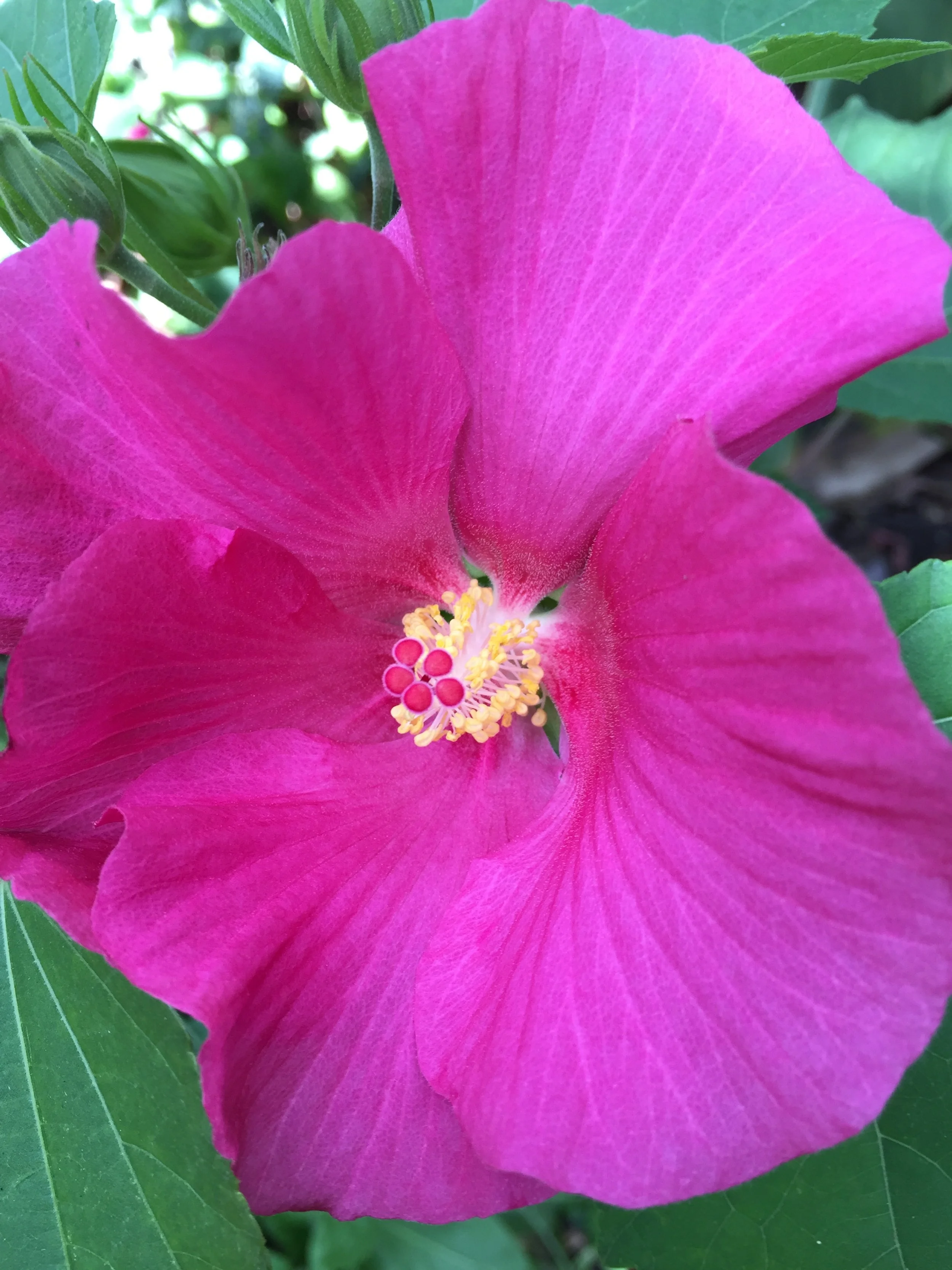 Hibiscus paramutabilis CU copy 2.JPG