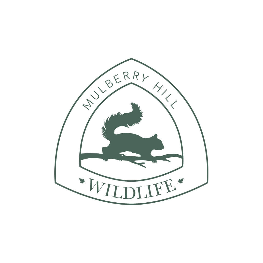 kittyshark-brand-design-work-wildlife-non-profit-organization-logo-home.jpg