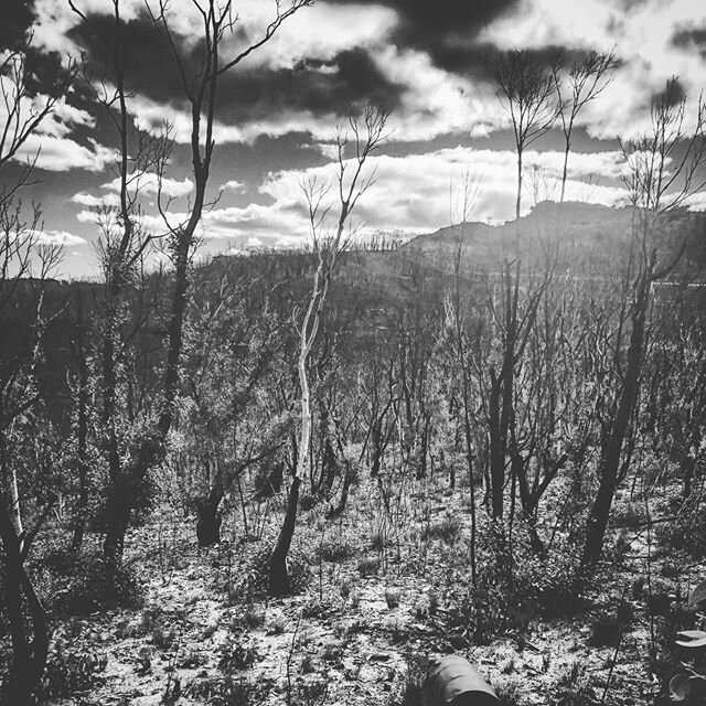 Charred landscape of the Blue Mountains, slowly but steadily regrowing. Incredible to the scale of the fire.