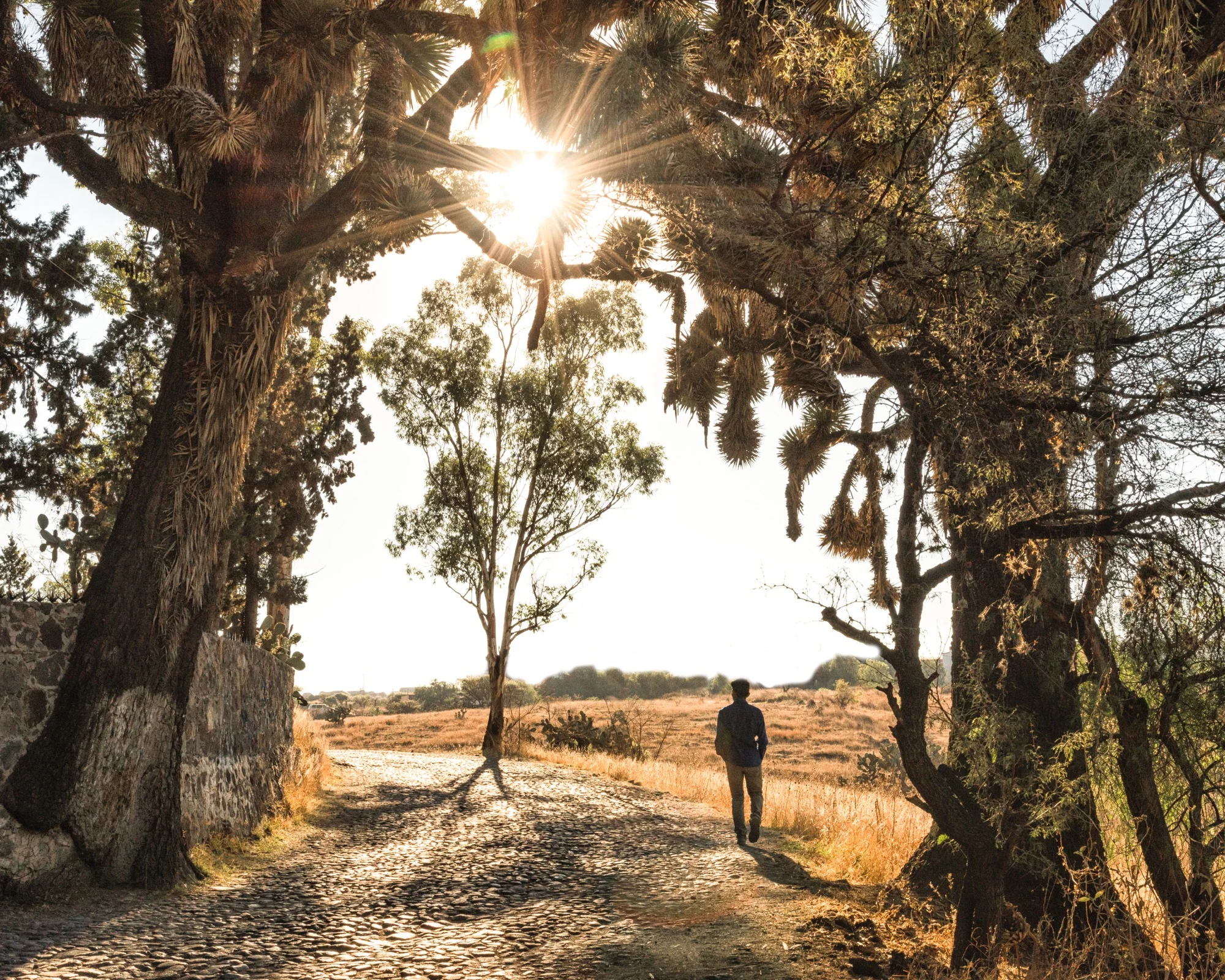 Camino de Santo Domingo