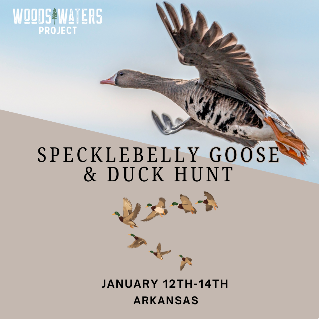 Specklebelly Goose and Duck Hunt Arkansas