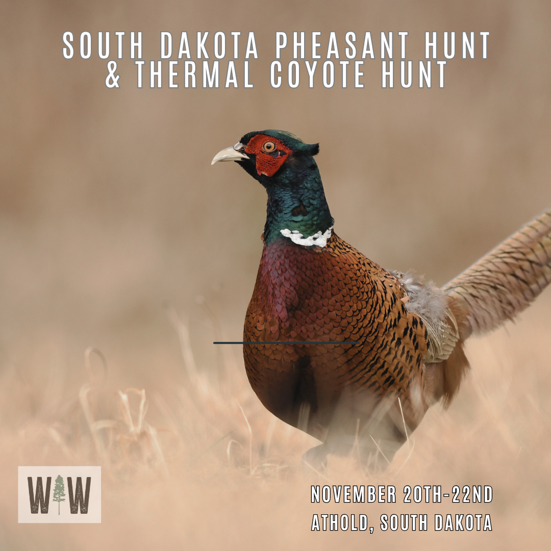 South Dakota Pheasant & Thermal Coyote Hunt