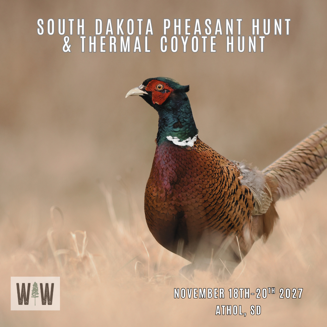 South Dakota Pheasant &amp; Thermal Coyote Hunt 