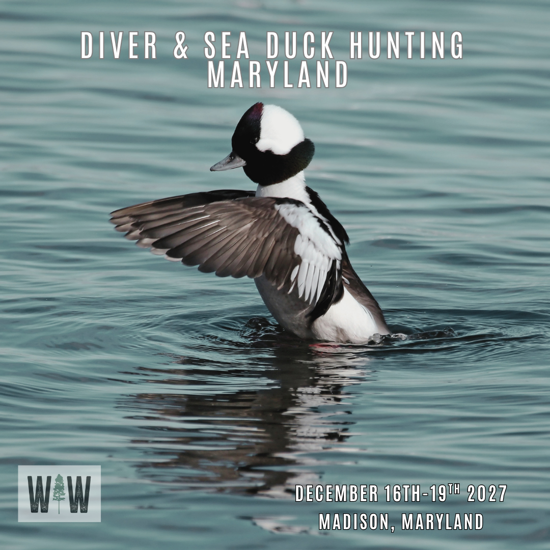 Diver &amp; Sea Duck Hunt Maryland