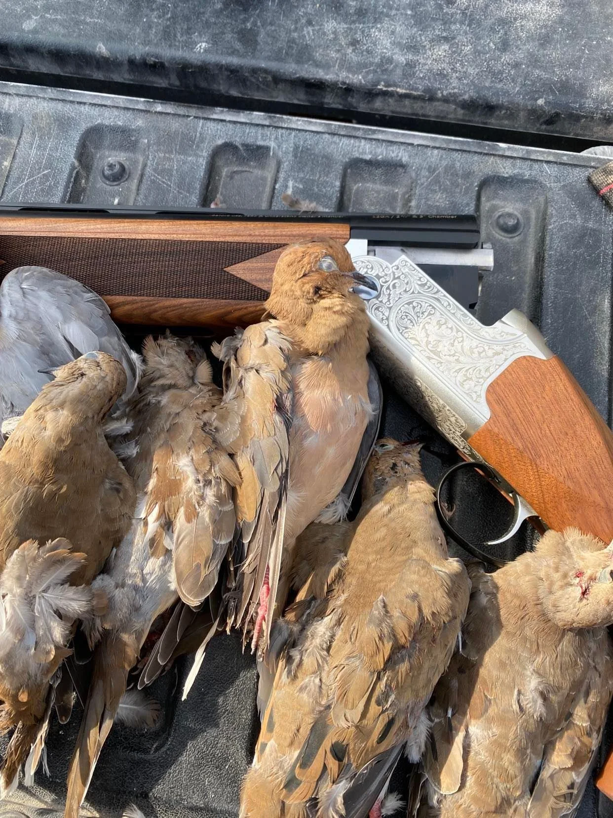 Get Started Dove Hunting — Woods and Waters Project