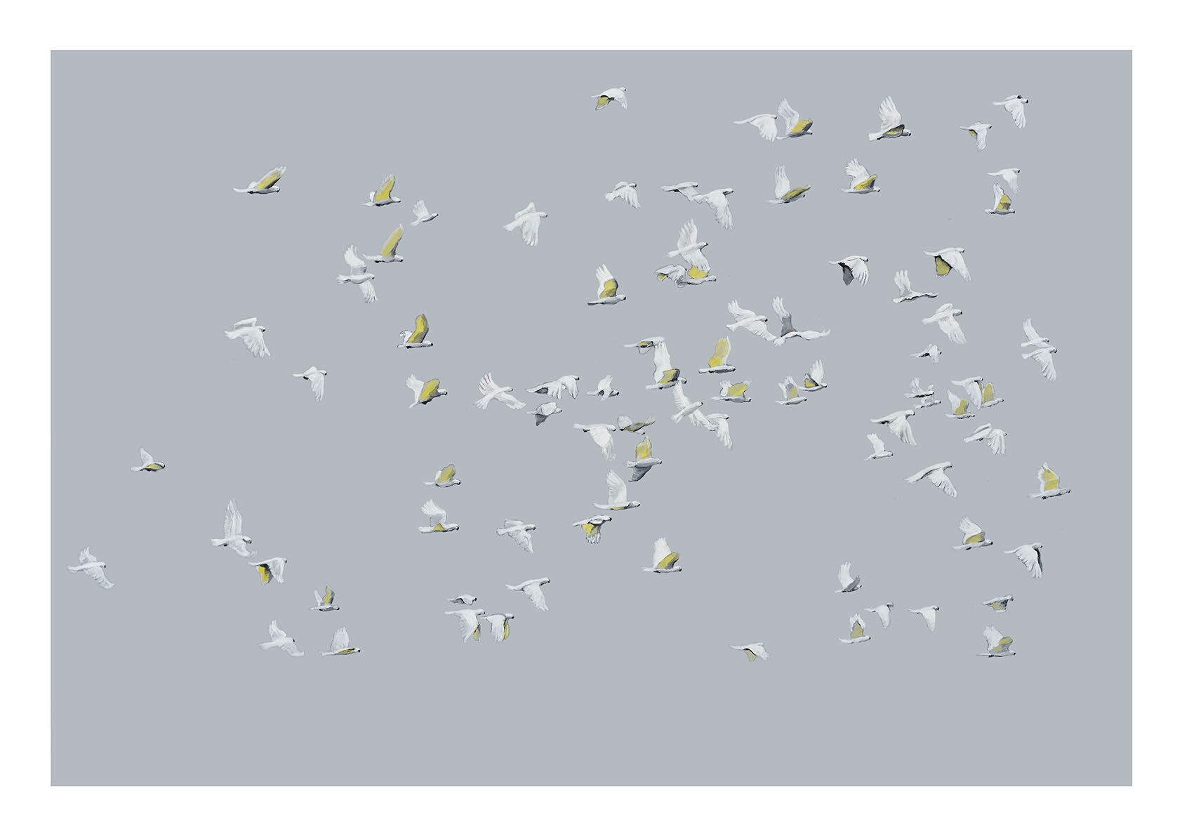 Flight 11_sulphur_crested_cluster_A2_flat.jpg