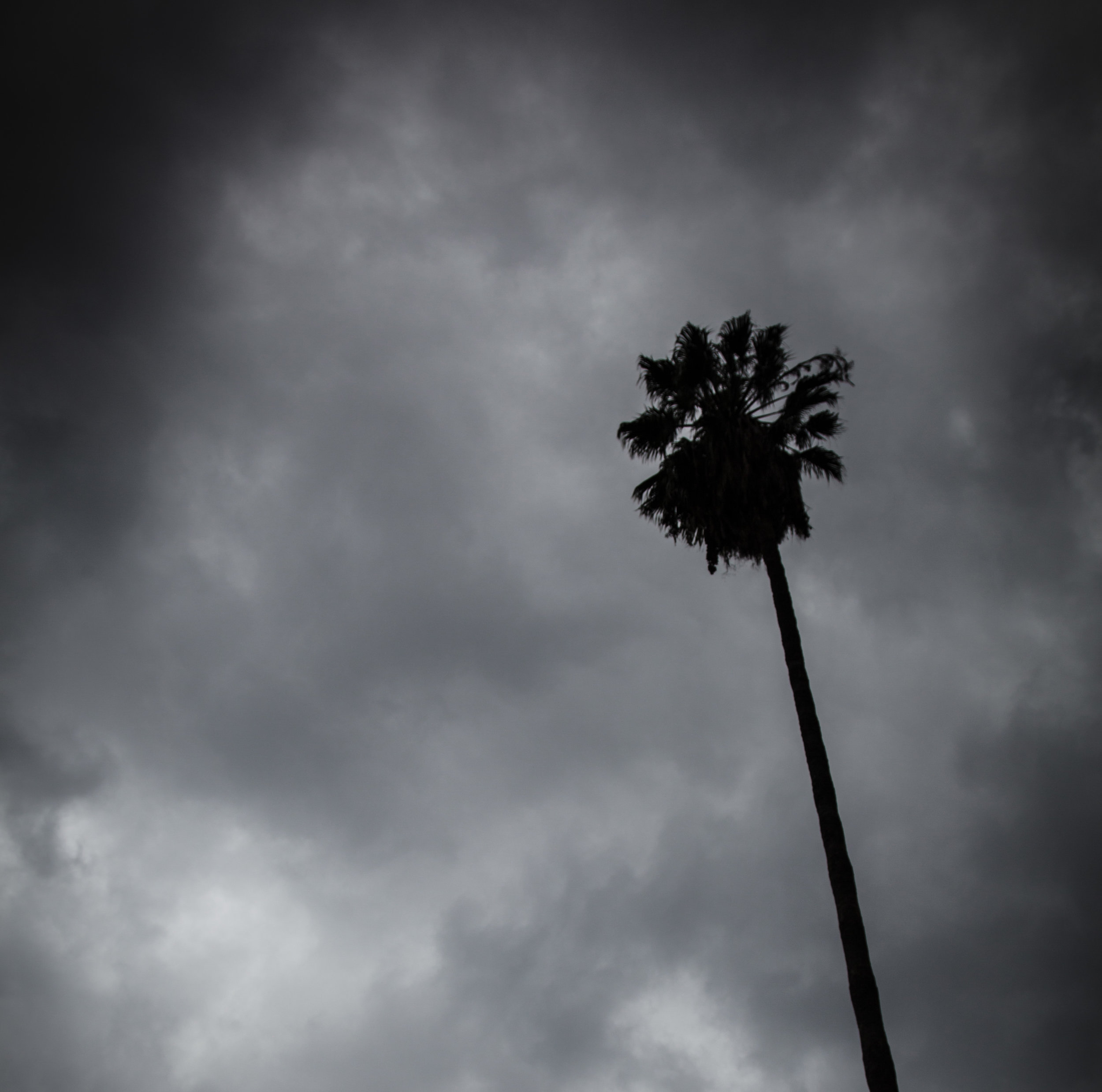 palmTreeInSky.jpg