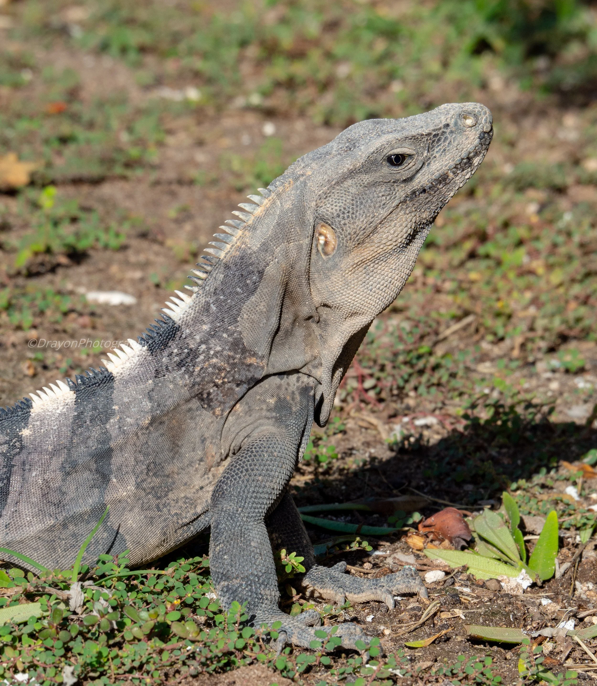 Ctenosaura similis