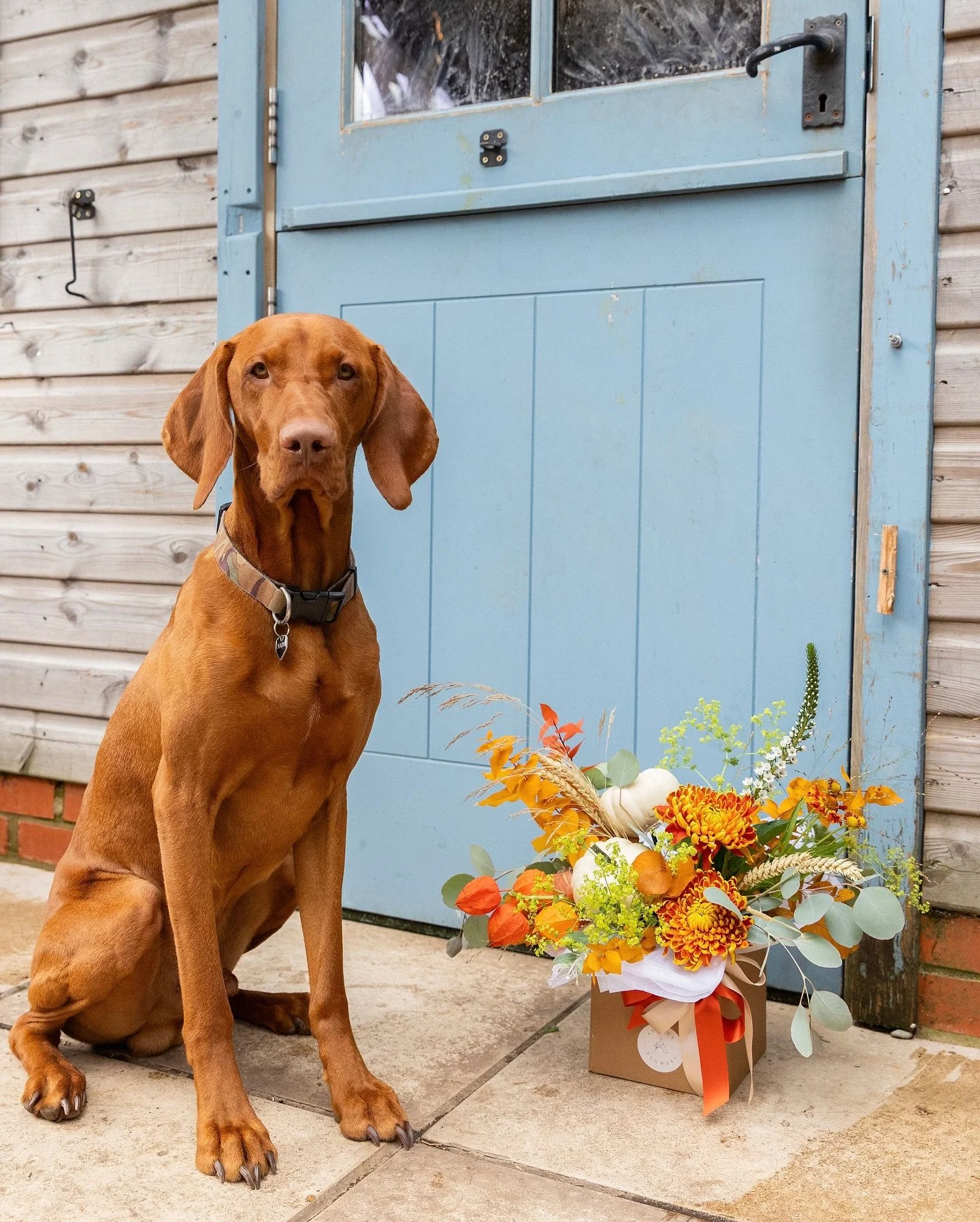 Have you met my assistant? Glossy haired and slightly large of ear but always welcoming, here he is blending particularly well with our new bouquet for Autumn 2025 - Pumpkin Pie 🎃 🌼 🍁 Packed with seasonal blooms to echo the colours of the New Fore